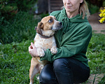 Собаки в Волоколамске: Коротколапик в добрые руки Мальчик, Бесплатно - фото 3