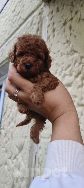 Собаки в Красноярске: Щенок той пудель Мальчик, 60 000 руб. - фото 4