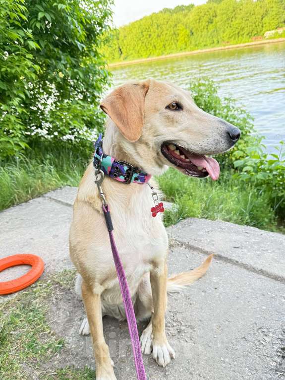Собаки в Химках: Луна Русская гончая в добрые руки Девочка, Бесплатно - фото 7