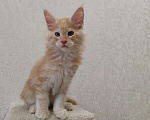 Кошки в Омске: Кот Мэйн-кун  Мальчик, 30 000 руб. - фото 3