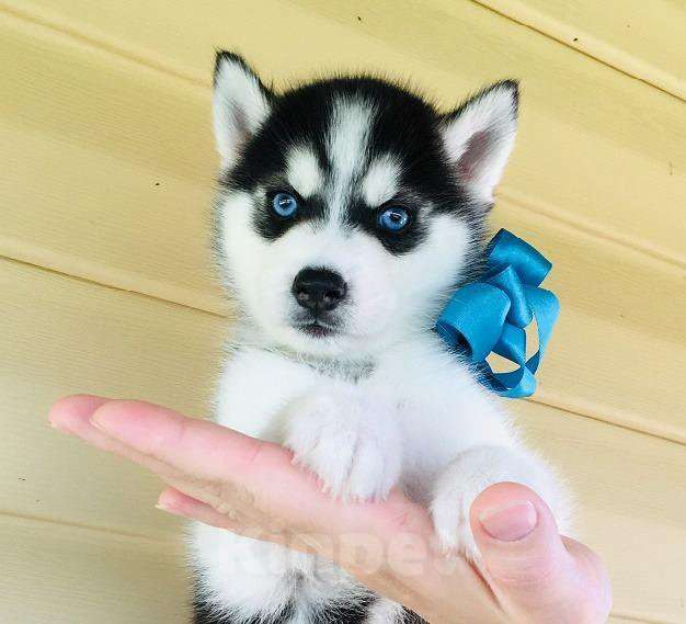 Собаки в Калуге: Хаски Щенки Разных окрасов Разнополые, Бесплатно - фото 1