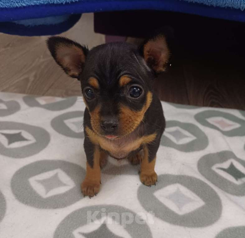 Собаки в Новороссийске: Продам той-терьера щенки Разнополые, 6 000 руб. - фото 3