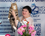 Кошки в Москве: Сибирская кошка с белыми лапками Девочка, 45 000 руб. - фото 2