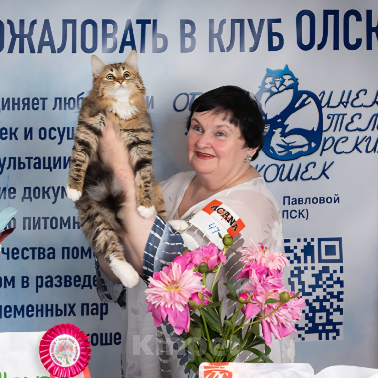Кошки в Москве: Сибирская кошка с белыми лапками Девочка, 45 000 руб. - фото 2