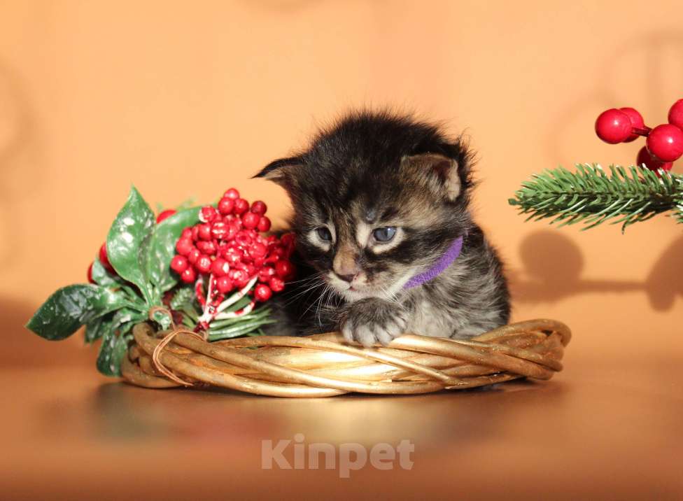 Кошки в Екатеринбурге: Котёнок мейн-кун Цезарь Мальчик, 70 000 руб. - фото 1