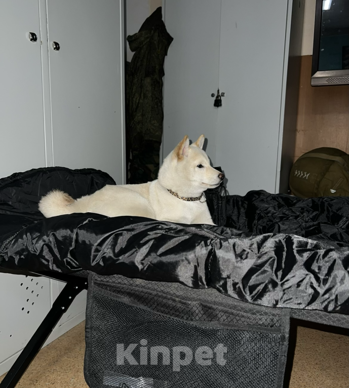 Собаки в других городах Приморского края: Сиба-Ину вязка Мальчик, Бесплатно - фото 3