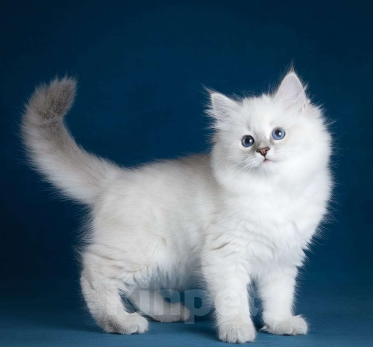 Кошки в других городах Московской области: Кошечка Фея Девочка, 60 000 руб. - фото 2