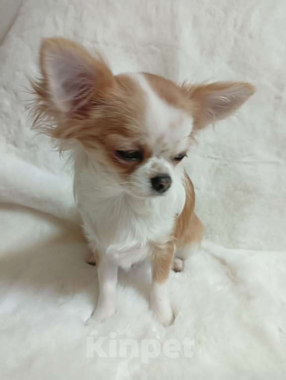 Собаки в Новосибирске: Щенок Чихуахуа Девочка, 75 000 руб. - фото 5