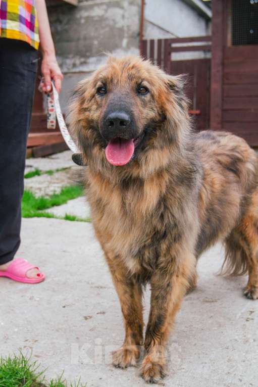 Собаки в Москве: Ласкуша Тигруля в поисках дома и хозяина. Мальчик, Бесплатно - фото 10
