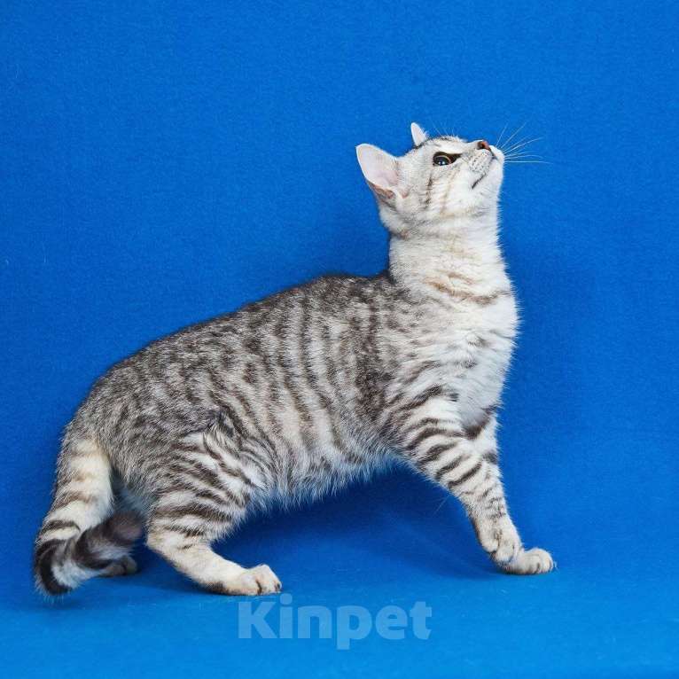 Кошки в Москве: Котенок Джонни ищет дом Мальчик, Бесплатно - фото 4