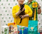 Кошки в Москве: Кошечка Ханна из питомника Almirа Девочка, 30 000 руб. - фото 4