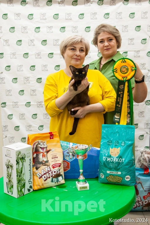 Кошки в Москве: Кошечка Ханна из питомника Almirа Девочка, 30 000 руб. - фото 4