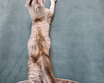 Кошки в Мытищах: Котёнок Мейн-кун Девочка, 40 000 руб. - фото 9