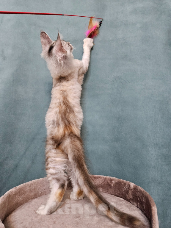 Кошки в Мытищах: Котёнок Мейн-кун Девочка, 40 000 руб. - фото 9