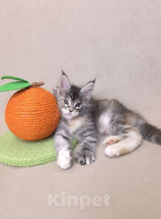 Кошки в Москве: Девочка помет С Девочка, 65 000 руб. - фото 6