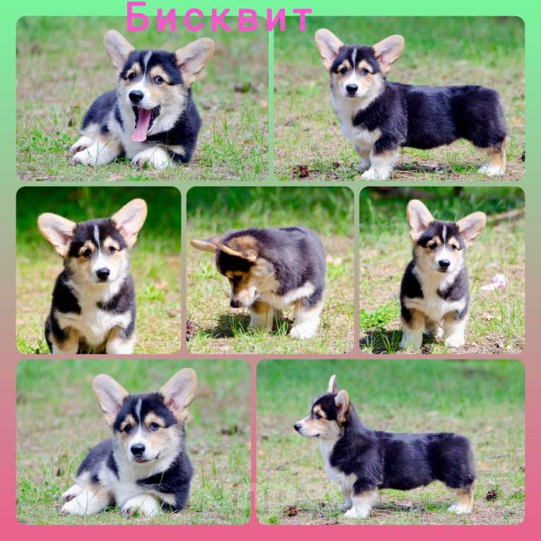 Собаки в Твери: Щенок вельш корги пемброк  Мальчик, 60 000 руб. - фото 2