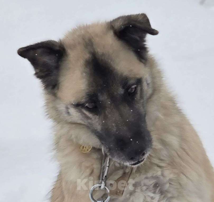 Собаки в Королеве: Боб живет в приюте и мечтает найти своего человека! Мальчик, Бесплатно - фото 7