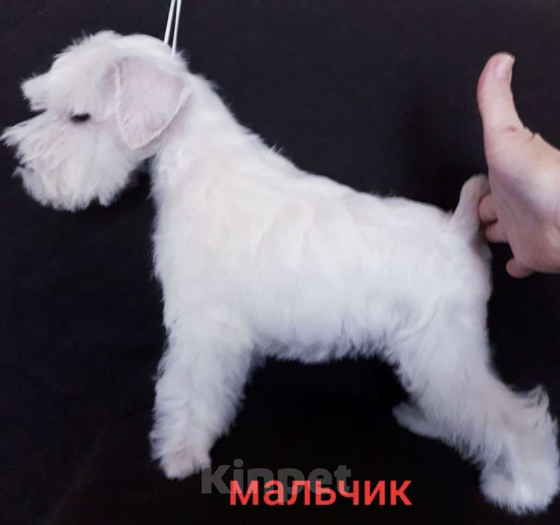 Собаки в Барнауле: Щенки цвергшнауцера Девочка, 30 000 руб. - фото 1