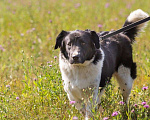Собаки в Москве: Умница-красавица Полина! Отличная собака для загородного дома Девочка, Бесплатно - фото 5