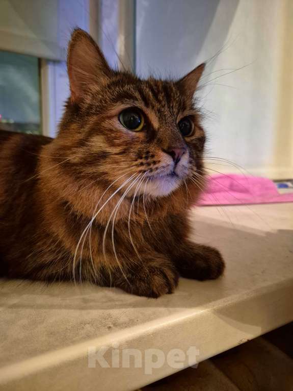 Кошки в Москве: Басилиса устала от безумных людей Девочка, Бесплатно - фото 6