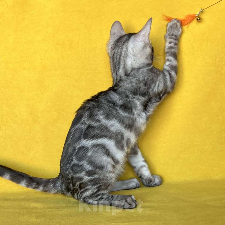 Кошки в Москве: Бенгальский котёнок серебро уголь Мальчик, Бесплатно - фото 2