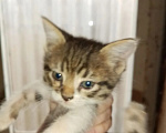 Кошки в Фролово: Котята в добрые руки Разнополые, Бесплатно - фото 1