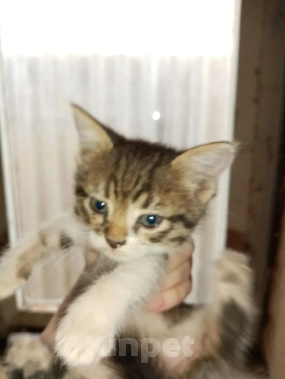 Кошки в Фролово: Котята в добрые руки Разнополые, Бесплатно - фото 1