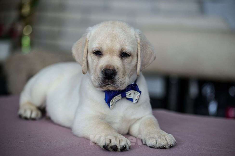 Собаки в Клине: Лабрадор ретривер щенки Разнополые, Бесплатно - фото 6