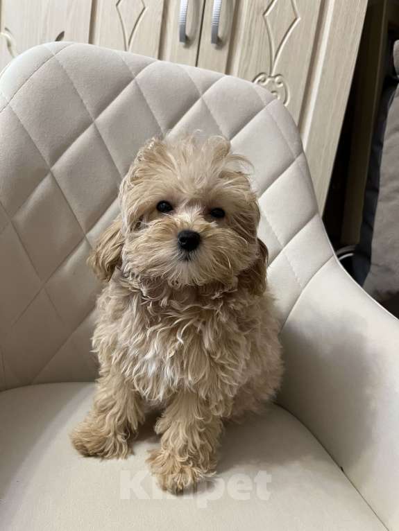 Собаки в Санкт-Петербурге: Супер-девочка мини мпльтипу ф-1 тэдди Девочка, Бесплатно - фото 3