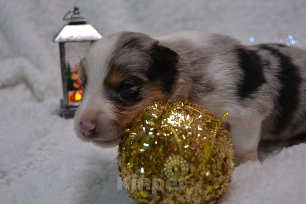 Собаки в Москве: Бордер Колли /редчайший окрас/ Мальчик, 100 000 руб. - фото 5