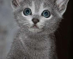Кошки в Калининграде: Русский голубой котёнок с европейской родословной Девочка, 60 000 руб. - фото 1