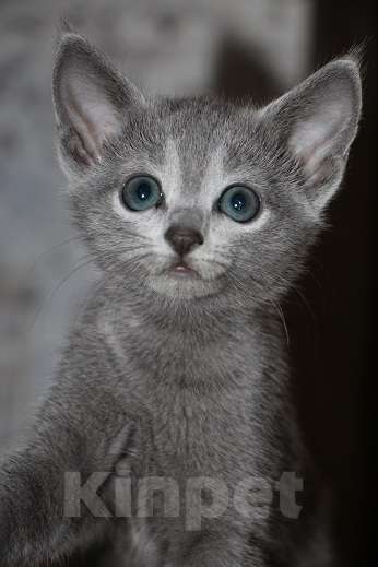 Кошки в Калининграде: Русский голубой котёнок с европейской родословной Девочка, 60 000 руб. - фото 1