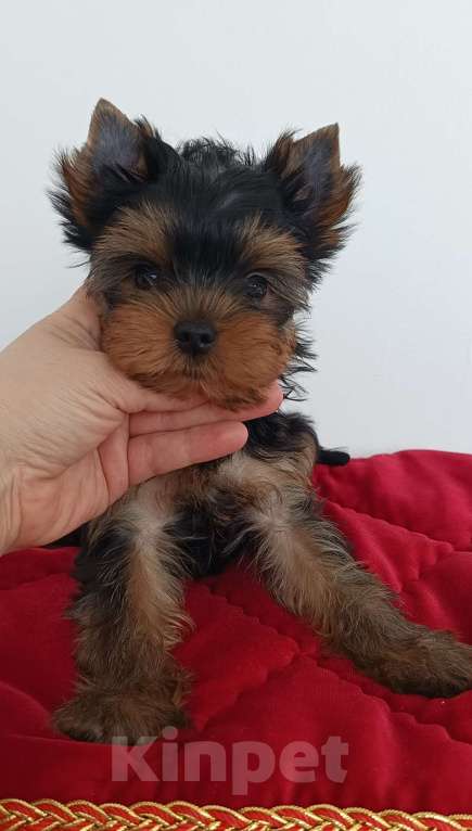 Собаки в других городах Свердловской области: Йоркширский терьер щенок Девочка, 65 000 руб. - фото 2