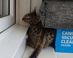 Кошки в Химках: Бенгальский котенок кот холодный Браун  Мальчик, 35 000 руб. - фото 1