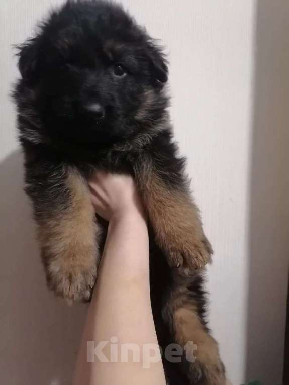 Собаки в Люберцах: Щенки немецкой овчарки Разнополые, 20 000 руб. - фото 6