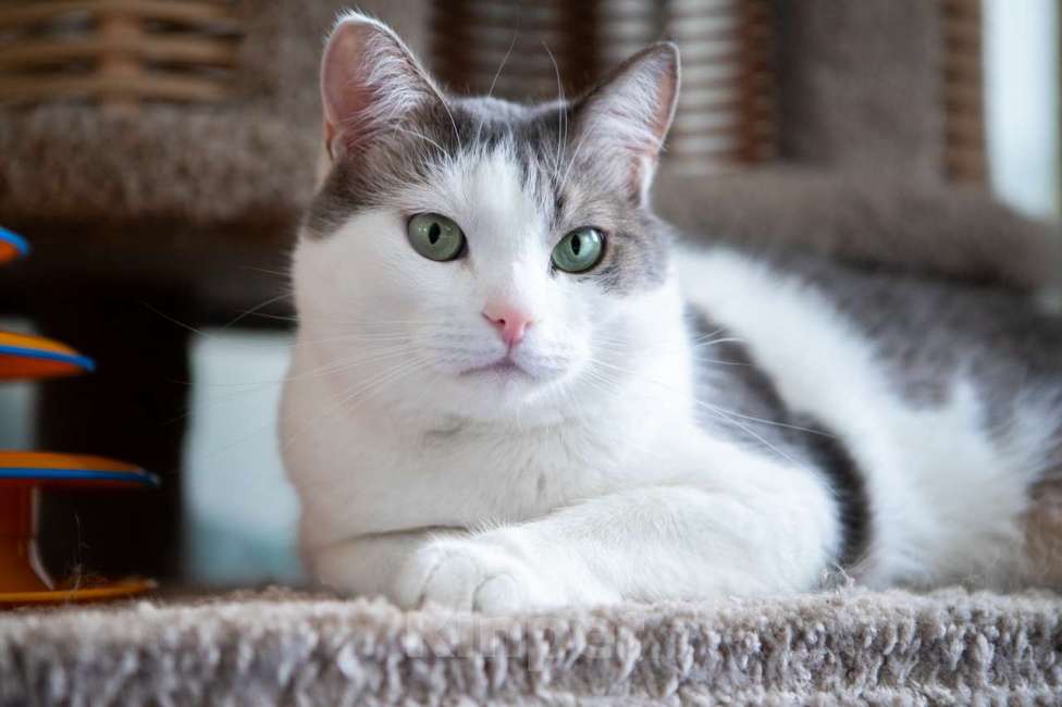 Кошки в Москве: кот Меркурий в добрые руки Мальчик, Бесплатно - фото 4