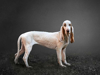 Испанская гончая