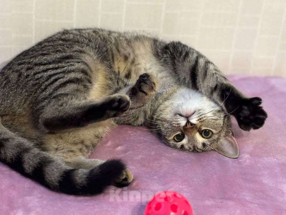 Кошки в Москве: котенлк Виталина ищет дом Девочка, Бесплатно - фото 8