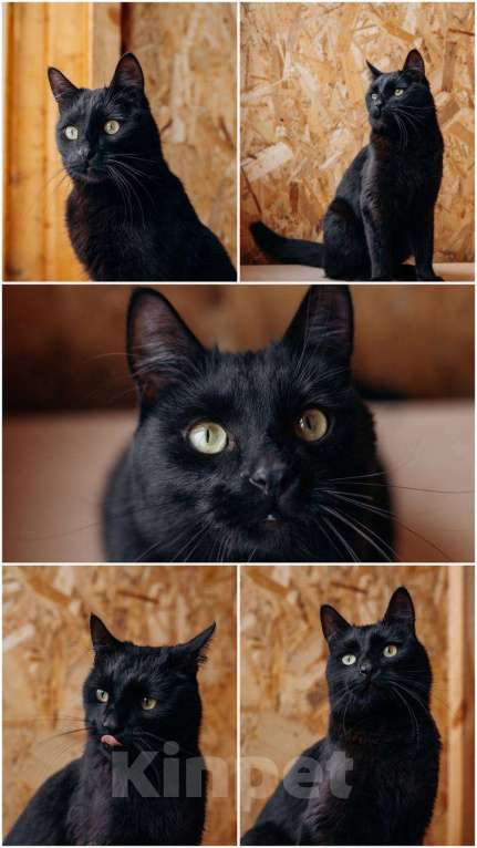 Кошки в Видном: кот Миша ищет дом Мальчик, Бесплатно - фото 3