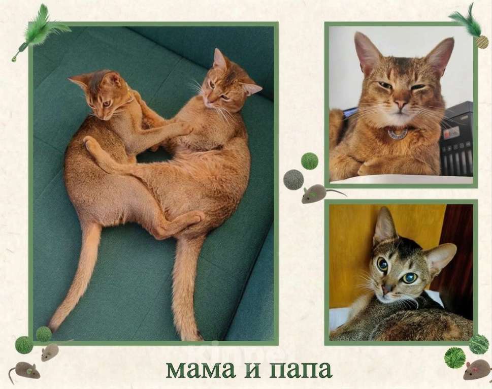 Кошки в Благодарном: Абиссинские котята Разнополые, Бесплатно - фото 8