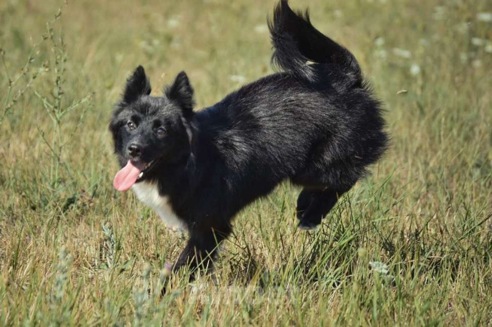 Собаки в Москве: Ненецкая оленегонная лайка. Кобель Чингисхан.  Мальчик, 30 000 руб. - фото 3