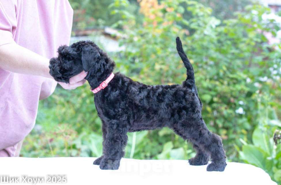 Собаки в Перми: Щенок Керри-Блю-терьера Девочка, 60 000 руб. - фото 2