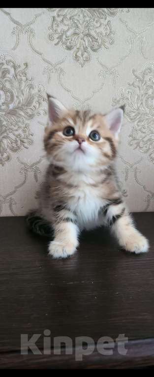 Кошки в Москве: Шотландские  котята  Девочка, 25 000 руб. - фото 4