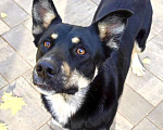 Собаки в Химках: Оди ищет семью Мальчик, Бесплатно - фото 1