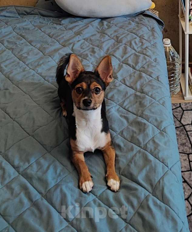 Собаки в Люберцах: Отдаем собачку в добрые руки Девочка, Бесплатно - фото 4