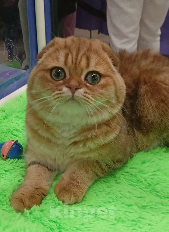 Кошки в Москве: Золотой котик с аквамариновыми глазами Мальчик, 25 000 руб. - фото 3