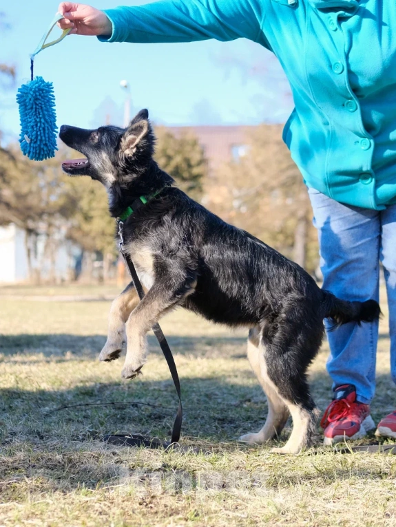 Собаки в Москве: Щенок в добрые руки (помесь с овчаркой) Девочка, Бесплатно - фото 2