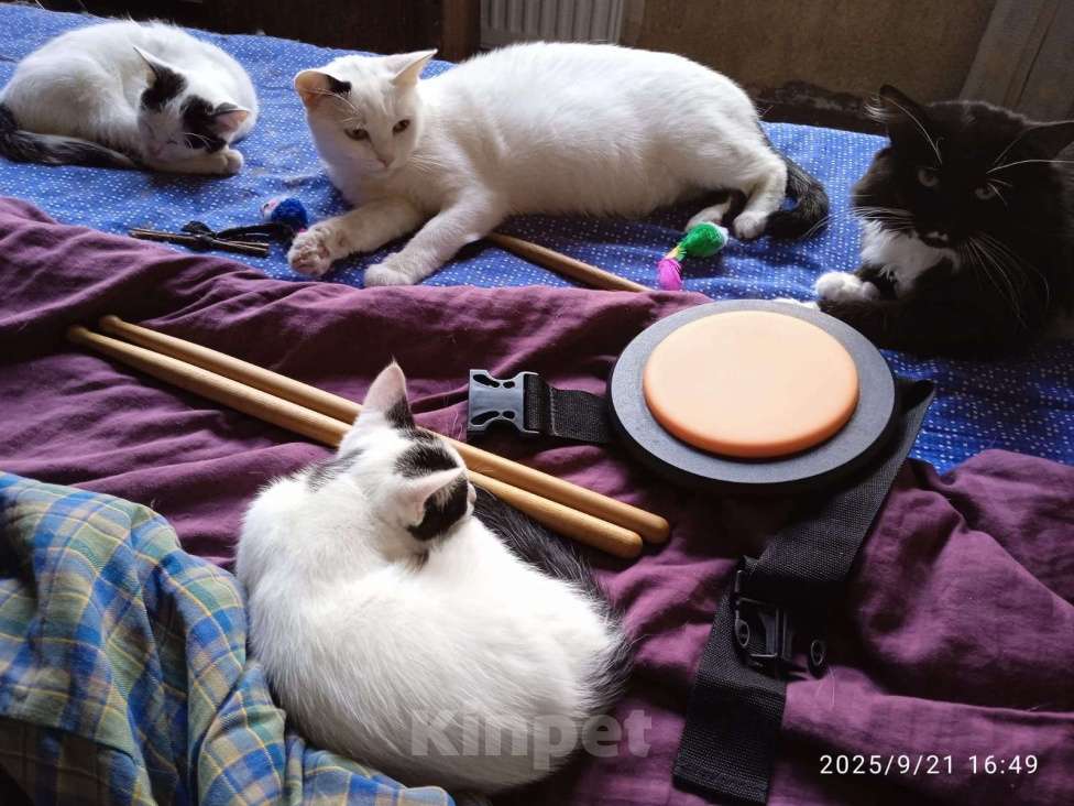 Кошки в Санкт-Петербурге: Котенок Мальчик, Бесплатно - фото 2