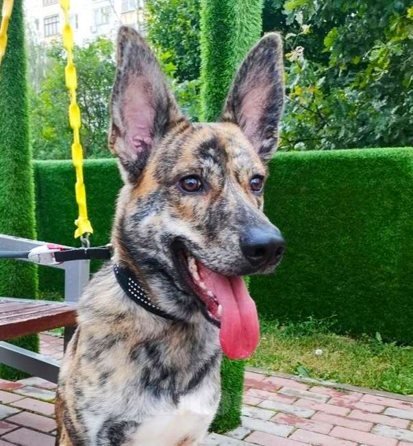 Собаки в Москве: Тайгуша ищет дом! Мальчик, Бесплатно - фото 4