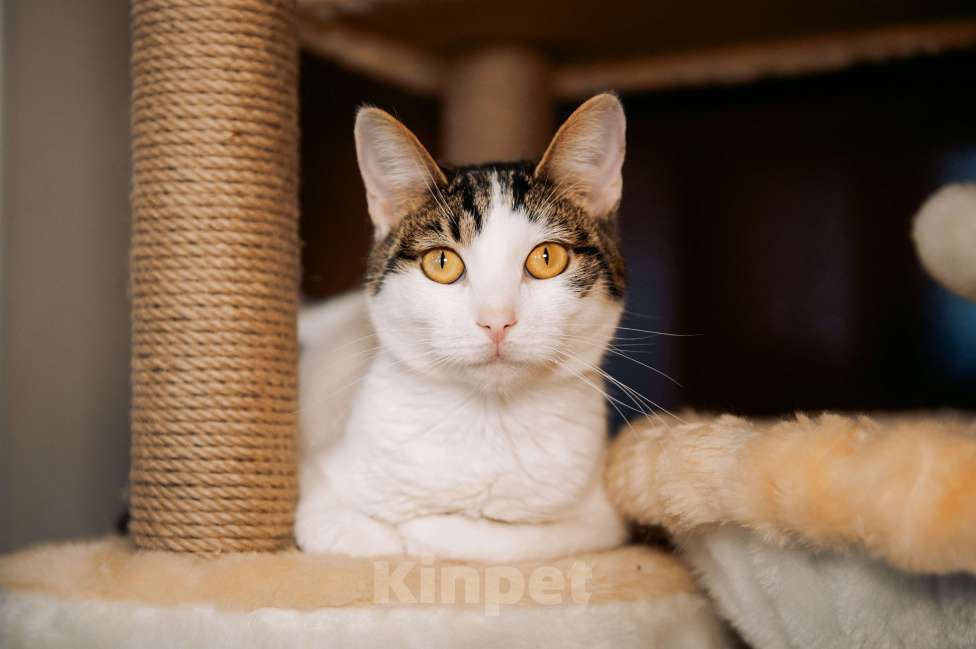 Кошки в других городах Московской области: Перчинка ждет своего человека! Девочка, Бесплатно - фото 1